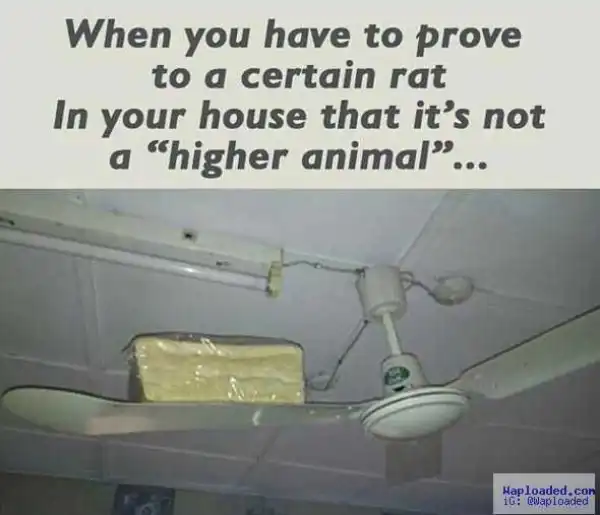 Lmao!! See what rats made a fed-up Nigerian do (photo)